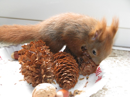 Eichhörnchen Whisky