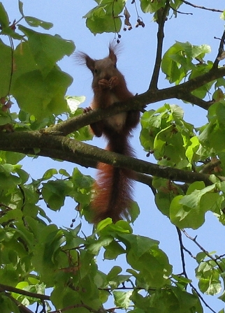 Eichhörnchen Whisky auf Entdeckungstour im Baum