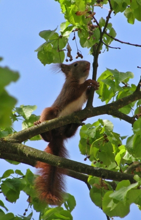 Eichhörnchen Whisky auf Entdeckungstour im Baum