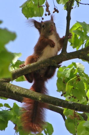Eichhörnchen Whisky auf Entdeckungstour im Baum