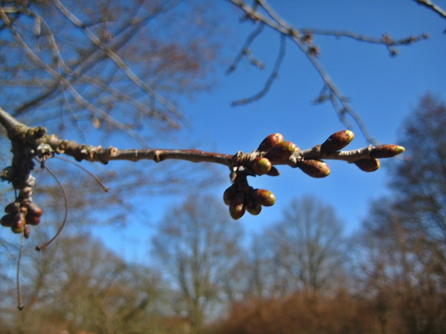 im NABU-Garten