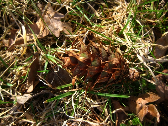 im NABU-Garten