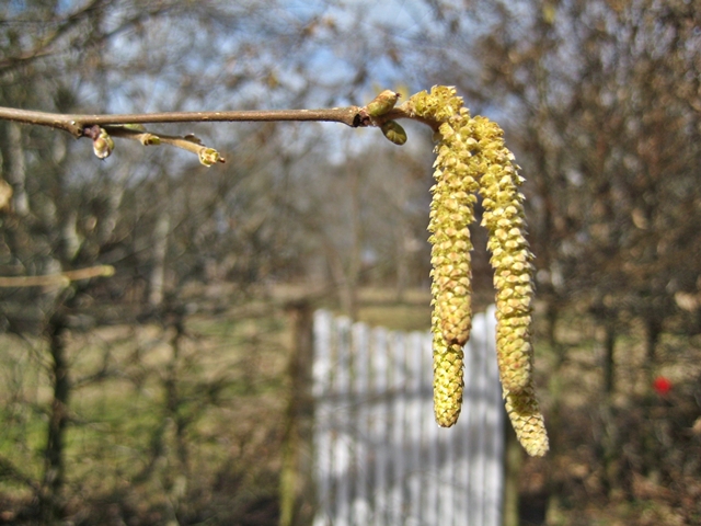 im NABU-Garten