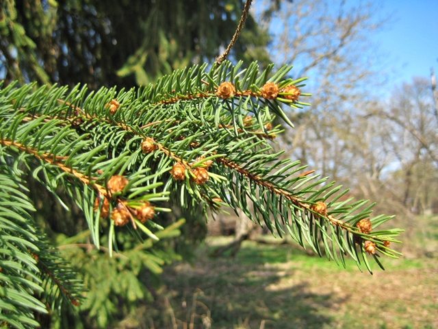 Im NABU-Garten