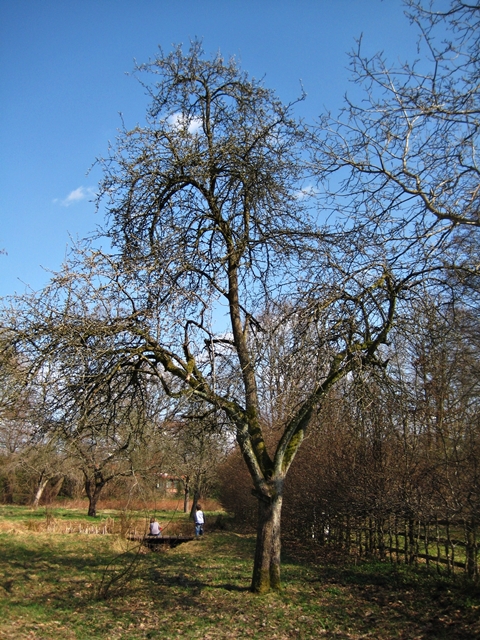 Im NABU-Garten