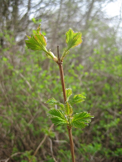 Im NABU-Garten