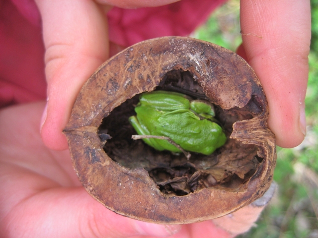 Im NABU-Garten