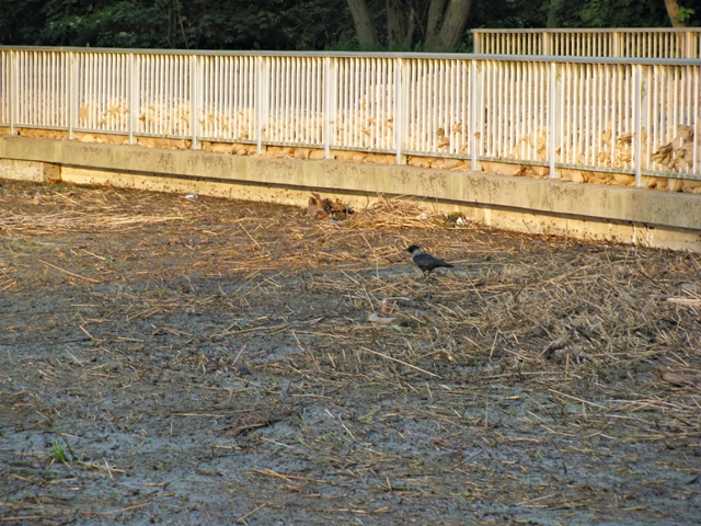 An der Seegebrücke